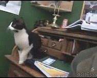 Image result for Cat Fail Meme