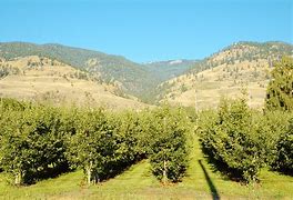 Image result for Apple Hill Orchard Mansfield Ohio