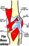 Image result for Coque Condylienne Genou