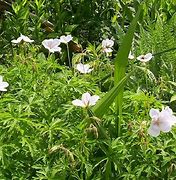 Image result for GERANIUM Kashmir Pink