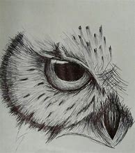 Image result for Dibujos De Búhos a Lápiz