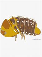Image result for Ducky Isopod