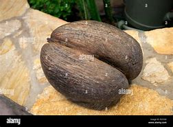 Image result for Seychelles Seed