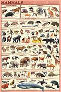 Image result for Animal Size Chart