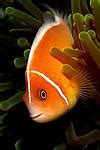 Image result for iPhone 6s Fish Wallpaper