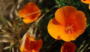 Image result for Coyote Wall Hike Flowers
