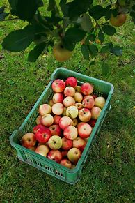 Image result for Orion Apple Variety