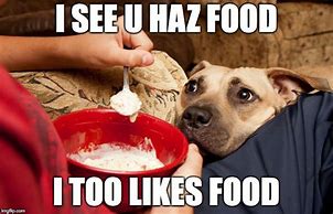 Image result for Dog Food Begging Meme