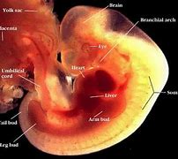 Image result for embriogenia