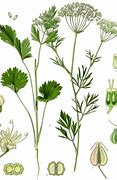 Image result for High Guardian Spice Anise and Aloe