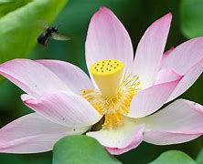 Image result for Beautiful Lotus Flower China