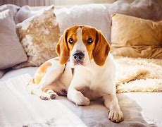 Image result for Medium Size Dog Pictures