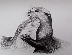 Image result for Realistic Pencil Drawings River Otter
