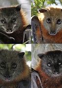 Image result for Fruit Bats Animal