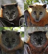 Image result for African Straw Colcured Fruit Bat