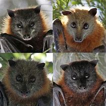 Image result for Bat Species