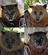 Image result for Cute Cartoon Bats Upside Down