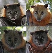 Image result for Australian Fruit Bat