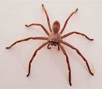 Image result for Where Can You Find Huntsman Spiders