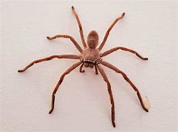 Image result for Adult Huntsman Spider