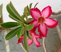 Image result for Adenium