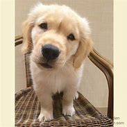 Image result for Golden Retriever Puppy Meme
