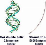 Image result for DNA 2 Nanometers