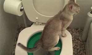 Image result for Cat On Toilet Meme