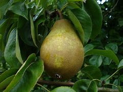 Image result for Pyrus communis Noord-Hollandse Suikerpeer