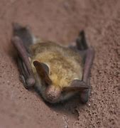 Image result for Cutest Bat Ever