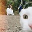 Image result for Funny Cat Photobombs
