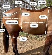 Image result for horse