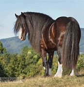 Image result for Rare Draft Horse Breeds