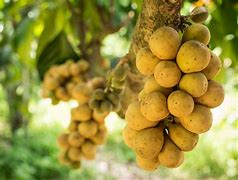 Image result for Small Peeling Fruit in Phillipines