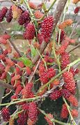 Image result for Pokok Mulberry