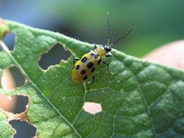 Image result for "spotted-cucumber-beetle"
