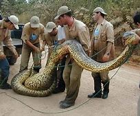 Image result for World Biggest Snake Found in Brazil