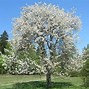 Bildergebnis für Prunus avium Sunburst