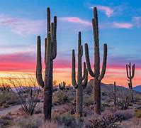 Image result for Microsoft Windows Splash Screen Desert Landscape Cactus