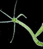 Image result for Green Thread Like Organism