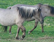 Image result for Tarpan Horse