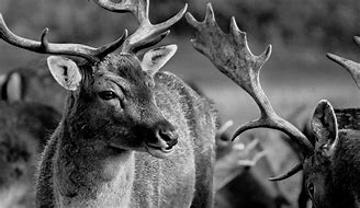 Image result for Forest Animals Black and White