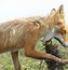 Image result for Adorable Red Fox Hunting Prey