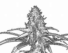 Image result for Marijuana Bud Coloring Pages