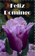 Image result for domingo