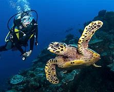 Image result for Scuba Diving with Turtles