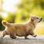 Image result for Corgi Dog Wallpaper