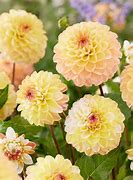 Dahlia Double Jill に対する画像結果