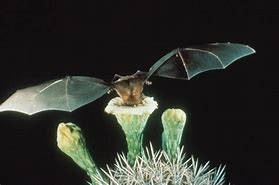 Image result for Greater Long-Nosed Bat