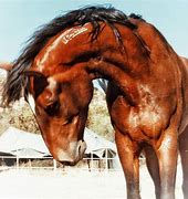 Image result for Horse Arched Neck